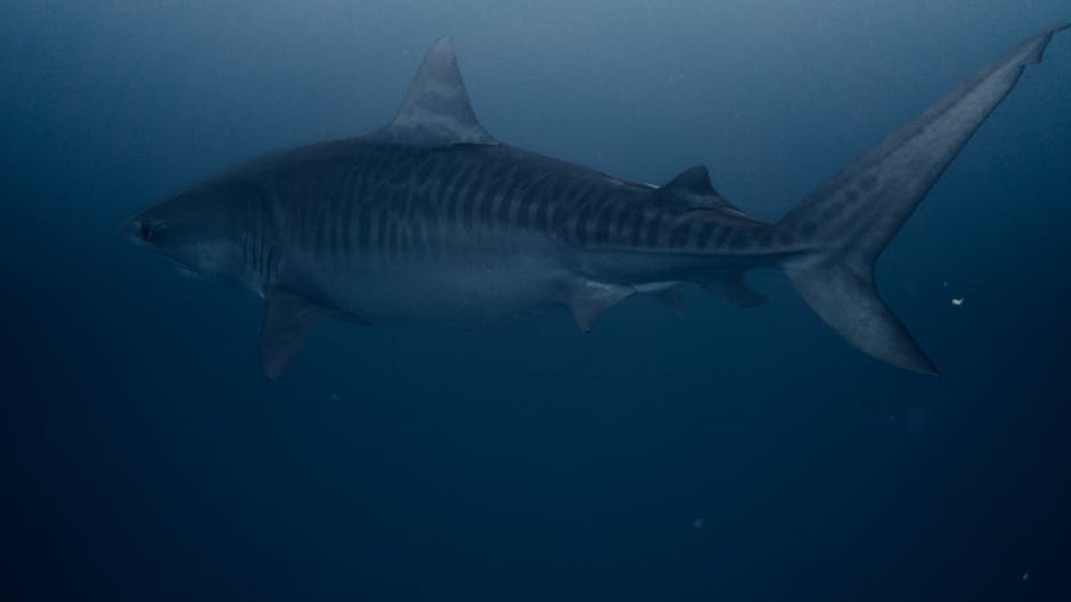 Dyson Airwrap vs. Shark FlexStyle: The 2024 USA Buyer's Guide for Perfect Curls, Volume & Smoothness - Product Review