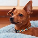 6 Top-Rated Orthopedic Dog Beds for Senior Pups in USA (2026) - Product Review