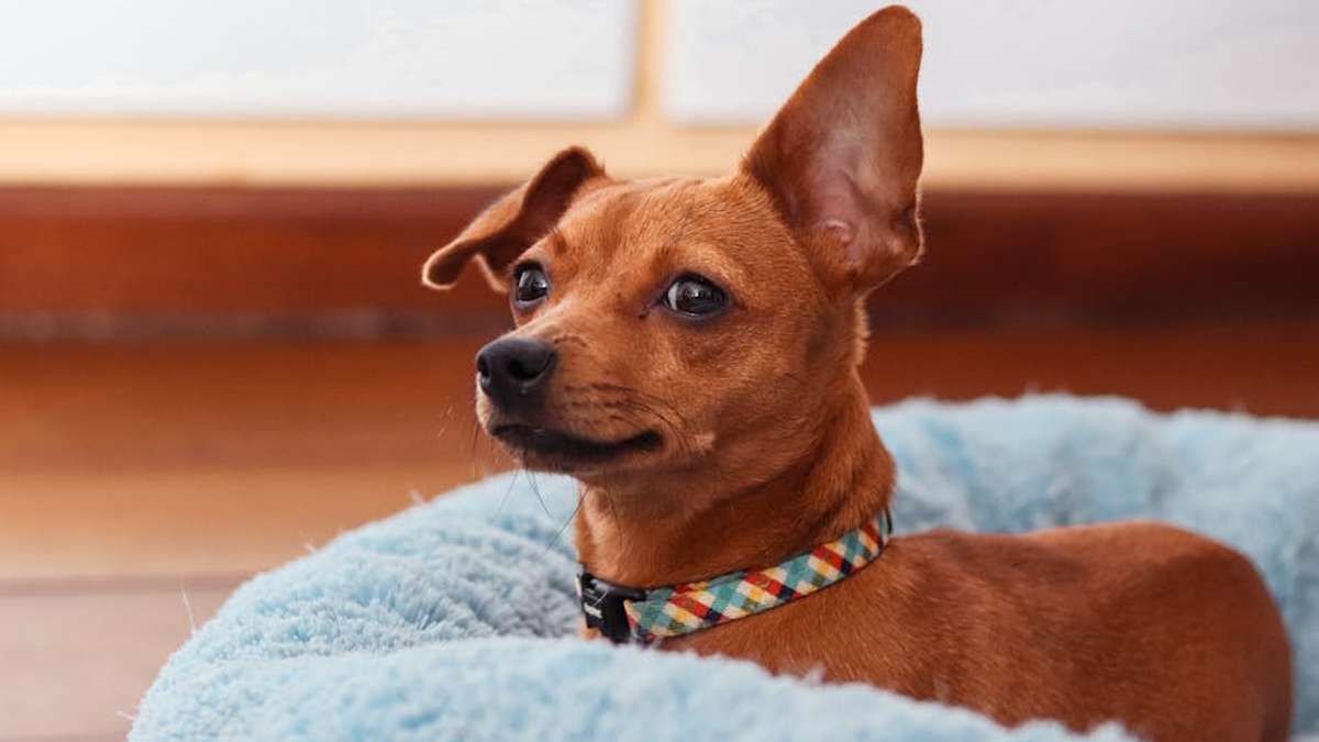 6 Top-Rated Orthopedic Dog Beds for Senior Pups in USA (2026) - Product Review