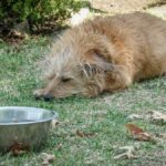 AquaFlow Stainless Steel Pet Fountain Review: The Ultimate Healthy Hydration Upgrade for USA Cats & Dogs? - Product Review