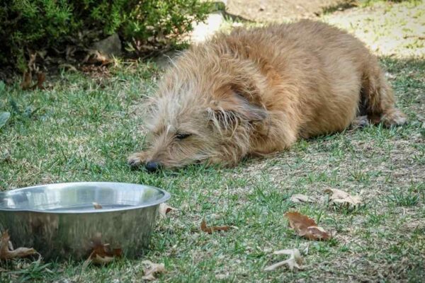 AquaFlow Stainless Steel Pet Fountain Review: The Ultimate Healthy Hydration Upgrade for USA Cats & Dogs? - Product Review