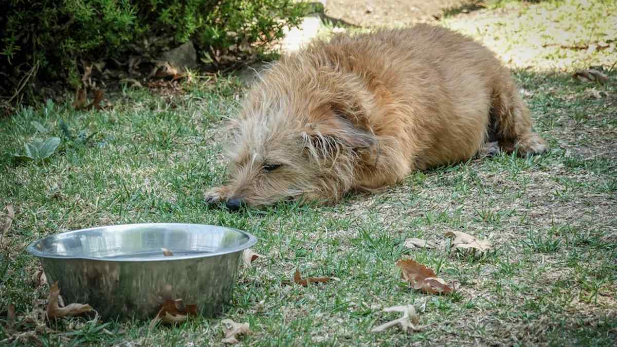 AquaFlow Stainless Steel Pet Fountain Review: The Ultimate Healthy Hydration Upgrade for USA Cats & Dogs? - Product Review