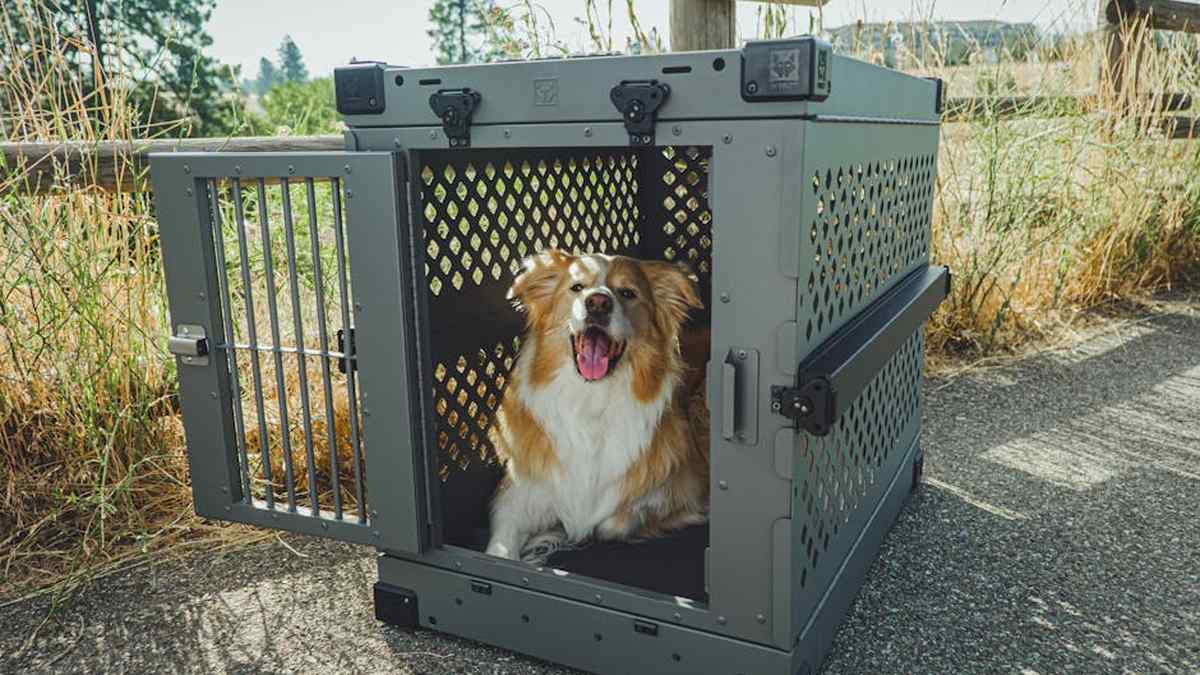 Best Air Purifiers for Allergies & Pet Dander in USA (2026) - Product Review