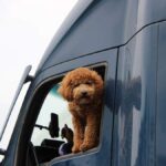 Best Blind Spot Mirrors for SUV & Truck Drivers in USA (2026) - Product Review
