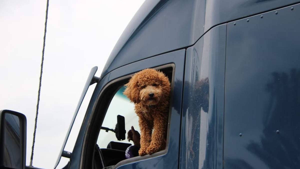 Best Blind Spot Mirrors for SUV & Truck Drivers in USA (2026) - Product Review