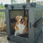 Best Calming Vests & Thundershirts for Anxious Dogs in USA (2026) - Product Review