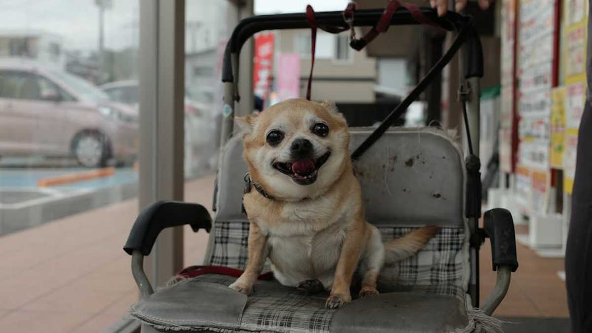 Best Compact Travel Strollers for Urban Families in USA (2026) - Product Review