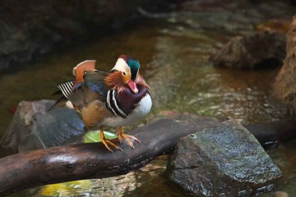 Best Crossbody Bags for Hands-Free Travel with RFID Protection in USA (2026) - Product Review