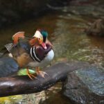 Best De-Shedding Grooming Tools for a Hair-Free Home in USA (2026) - Product Review