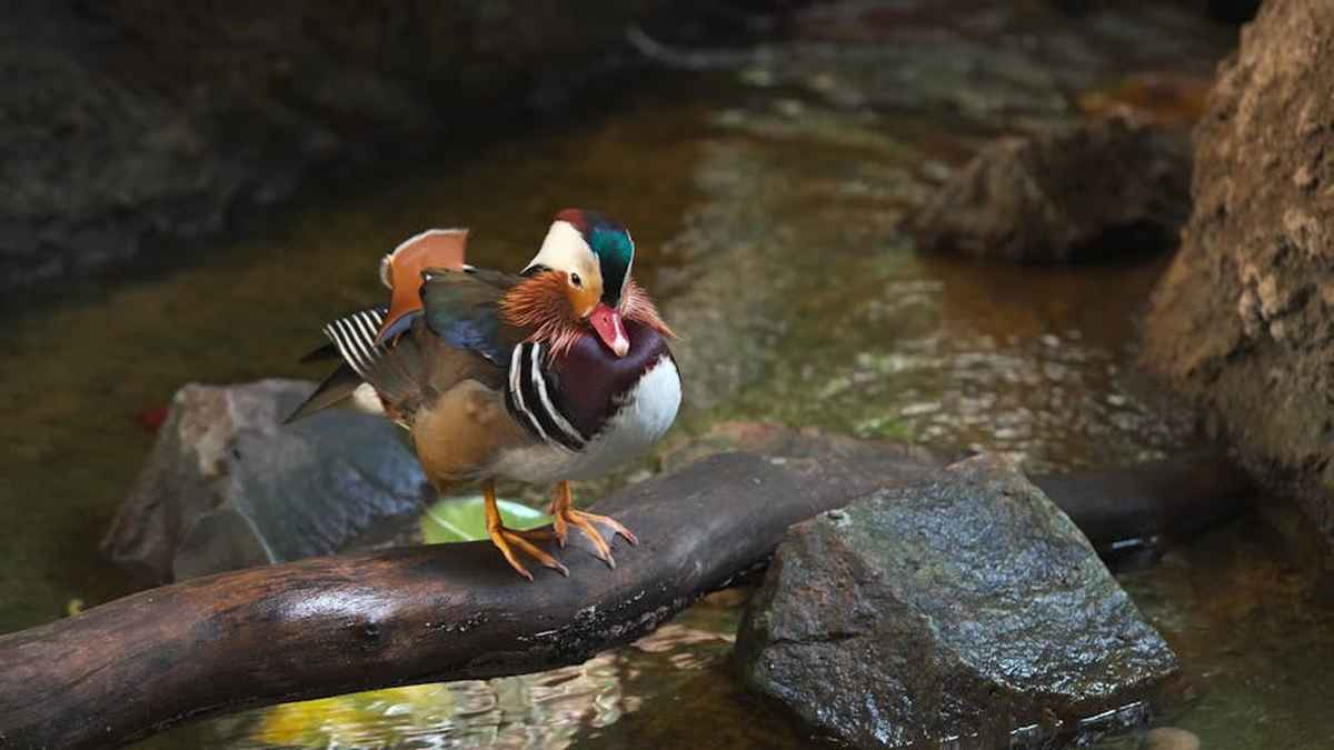 Best De-Shedding Grooming Tools for a Hair-Free Home in USA (2026) - Product Review