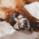 Best Dog Paw Washers for Muddy Paws & Clean Homes in USA (2026) - Product Review