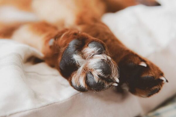 Best Dog Paw Washers for Muddy Paws & Clean Homes in USA (2026) - Product Review