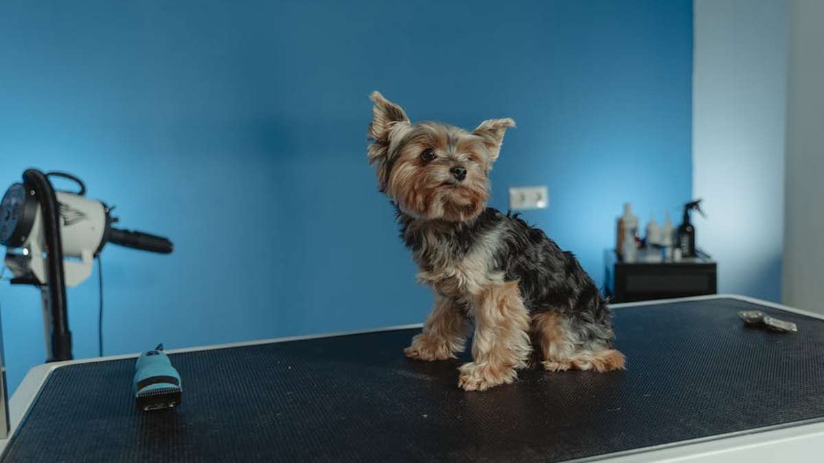 Best Home Pet Grooming Tools for a Professional Salon Look in USA (2026) - Product Review