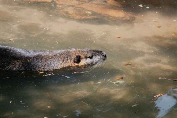 Best Mobile Gaming Controllers for iPhone & Android in USA (2026) - Product Review