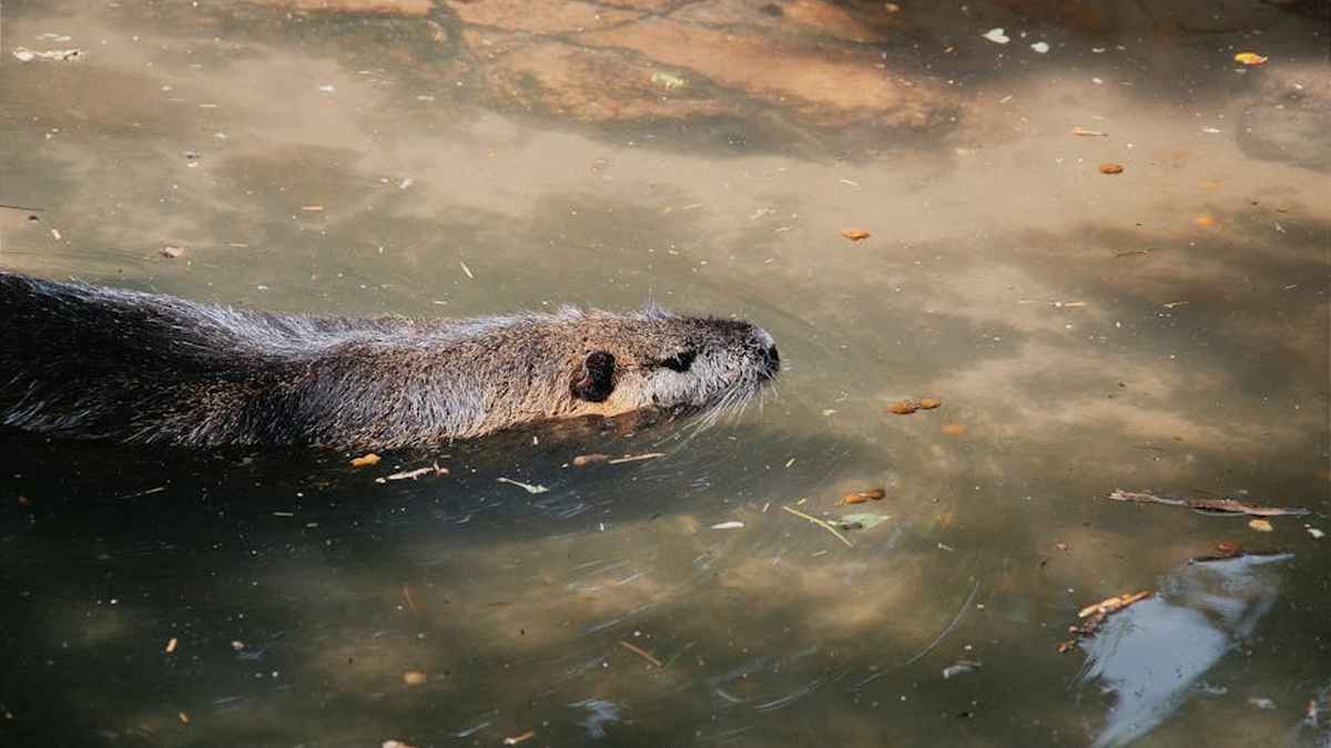 Best Mobile Gaming Controllers for iPhone & Android in USA (2026) - Product Review