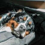Best Orthopedic Cooling Dog Beds for Summer Heat Relief in USA (2026) - Product Review