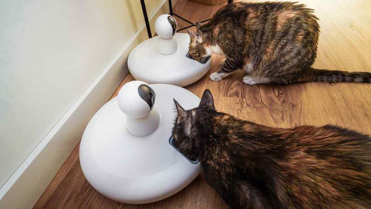 Best Smart Pet Feeders with HD Cameras for Remote Monitoring in USA (2026) - Product Review