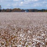 Best Sustainable Organic Cotton Hoodies for Men in USA (2026) - Product Review