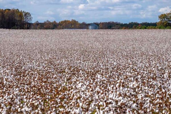 Best Sustainable Organic Cotton Hoodies for Men in USA (2026) - Product Review