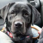 Best Waterproof Car Seat Protectors for Pets & Kids in USA (2026) - Product Review