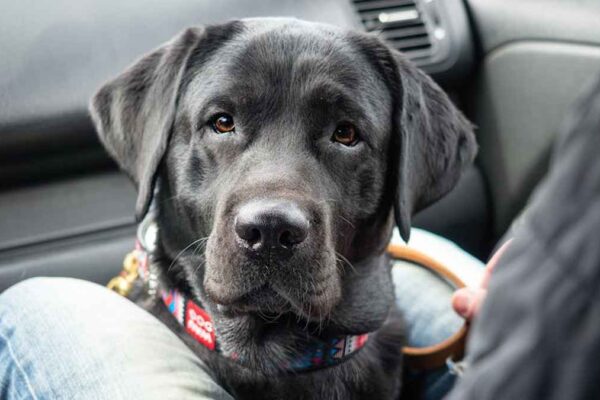 Best Waterproof Car Seat Protectors for Pets & Kids in USA (2026) - Product Review