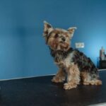 Casfuy Dog Nail Grinder Review: Why This Best-Selling Quiet Grooming Tool Is A Must-Have For USA Pet Parents - Product Review
