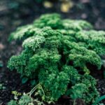Click & Grow Smart Garden 3 Review: Grow Fresh Herbs Year-Round – A Top US Lifestyle Upgrade - Product Review
