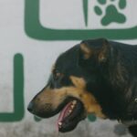 Fi Collar Series 3 vs. Whistle Go Explore: Which Smart GPS Dog Collar Delivers More for Your Active USA Canine? - Product Review