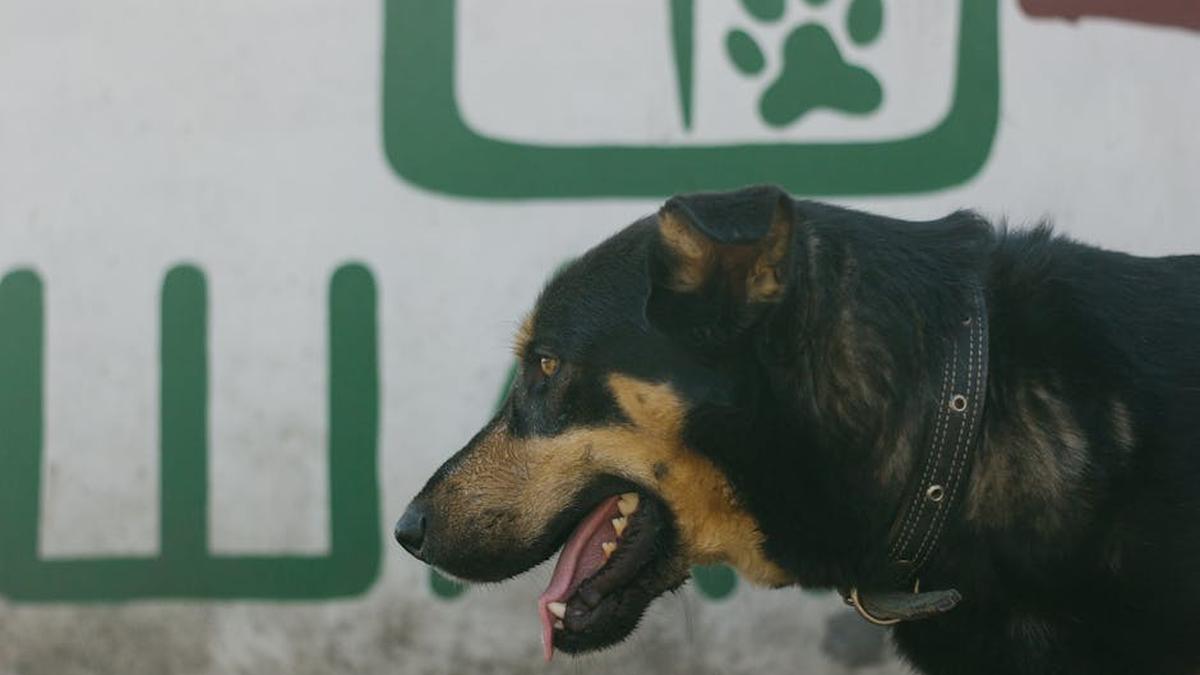 Fi Collar Series 3 vs. Whistle Go Explore: Which Smart GPS Dog Collar Delivers More for Your Active USA Canine? - Product Review