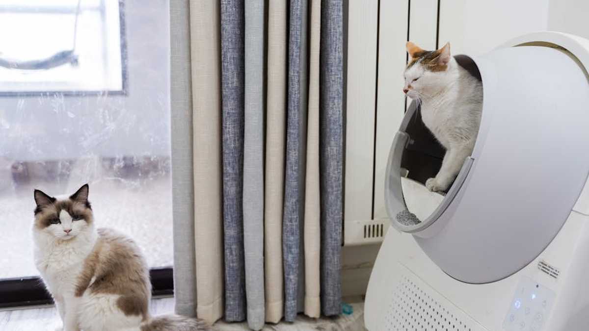 Litter-Robot 4 vs. PetKit Pura X: Which Smart Litter Box Offers the BEST Odor Control & Convenience for USA Cat Owners? - Product Review