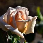 MSR Hubba Hubba NX 2 vs. Nemo Dagger OSMO 2P: Comparing the Best Lightweight 2-Person Tents for USA Trail Season - Product Review