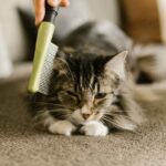 PawCleanse Steam Brush Review: My Honest Take on Amazon's Viral Cat & Dog Deshedder for USA Homes - Product Review