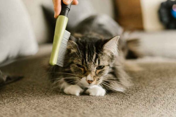 PawCleanse Steam Brush Review: My Honest Take on Amazon's Viral Cat & Dog Deshedder for USA Homes - Product Review