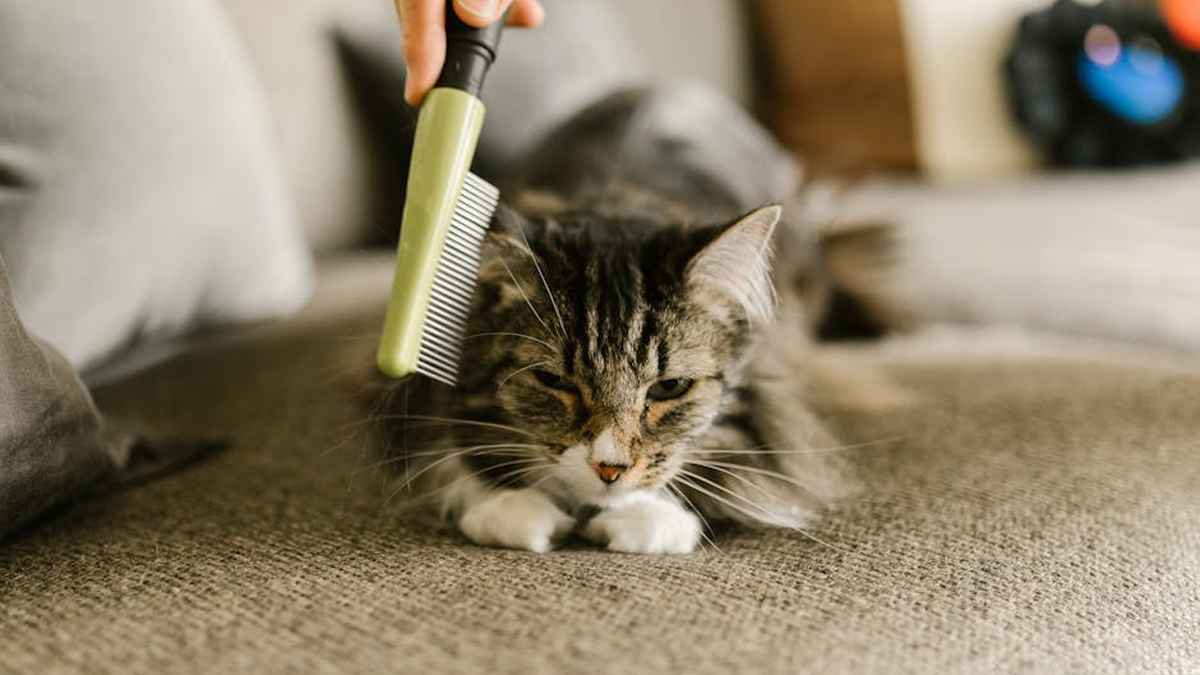 PawCleanse Steam Brush Review: My Honest Take on Amazon's Viral Cat & Dog Deshedder for USA Homes - Product Review