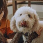 PawsitiveGlide Ultra-Quiet Pet Nail Grinder Review: My Honest Take on Stress-Free Grooming for USA Dogs - Product Review