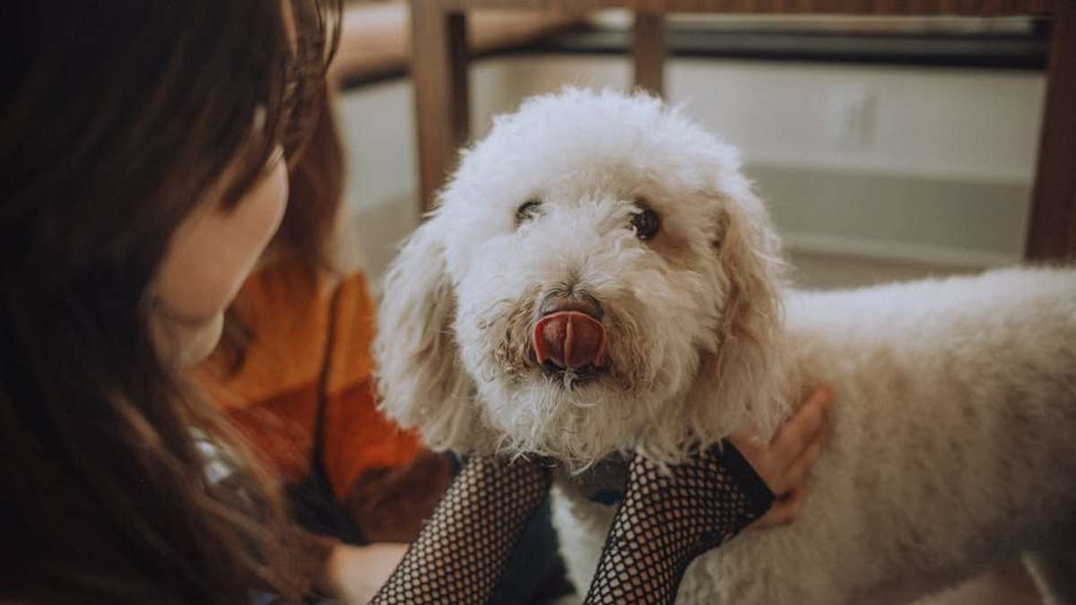 PawsitiveGlide Ultra-Quiet Pet Nail Grinder Review: My Honest Take on Stress-Free Grooming for USA Dogs - Product Review