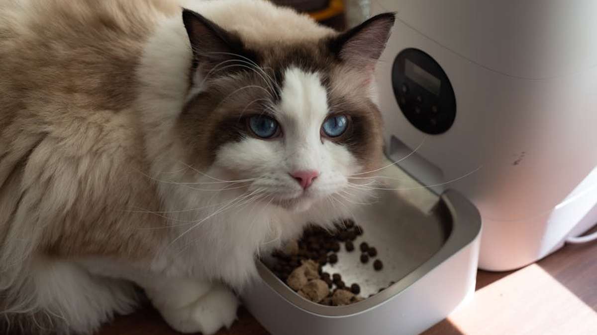 PetFusion SmartFeed Pro Automatic Pet Feeder Review: Is This Top-Rated Tech Worth It for Busy USA Dog & Cat Owners? - Product Review