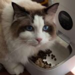 Petlibro vs WOPET Automatic Feeder: Which Smart Pet Food Dispenser Offers More Value for USA Pet Parents? - Product Review