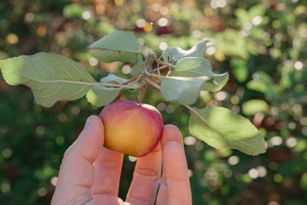 Rove R2-4K vs. REDTIGER F7N: The Best Budget 4K Dash Cam Comparison for American Drivers - Product Review