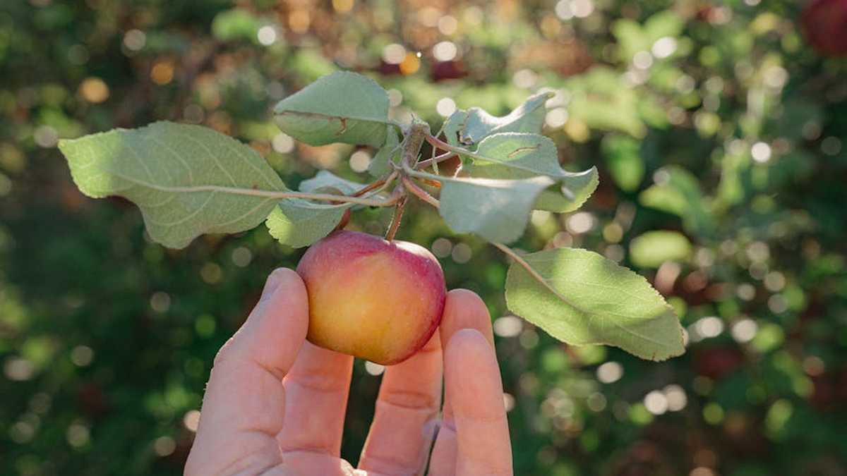 Rove R2-4K vs. REDTIGER F7N: The Best Budget 4K Dash Cam Comparison for American Drivers - Product Review