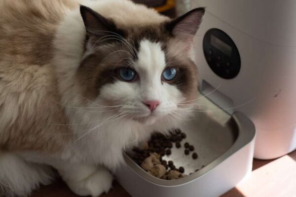 SmartBowl Pro Automatic Pet Feeder Review: Is This the Smartest Daily Feeding Solution for USA Cat Owners? - Product Review