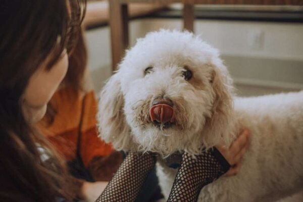 The Pawsome Clipper 5000 Review: Is This the USA's Best Solution for Stress-Free Dog Grooming at Home? - Product Review