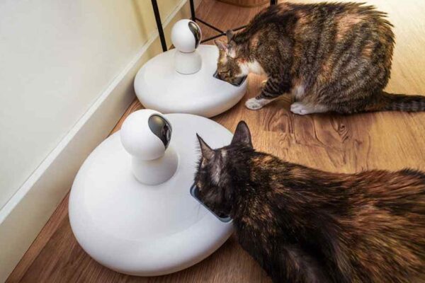 WOPET 7L Smart Feeder: USA Review for Automated Pet Feeding – Which Reigns Supreme? - Product Review